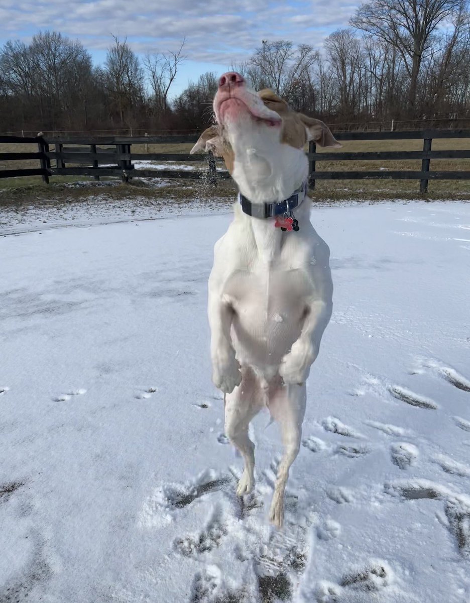 SaraSantisi's tweet photo. DNA test results are in!! Argo is a mix of only 3 breeds….interested to see what everyone thinks 😄 https://t.co/VxOclMM5li