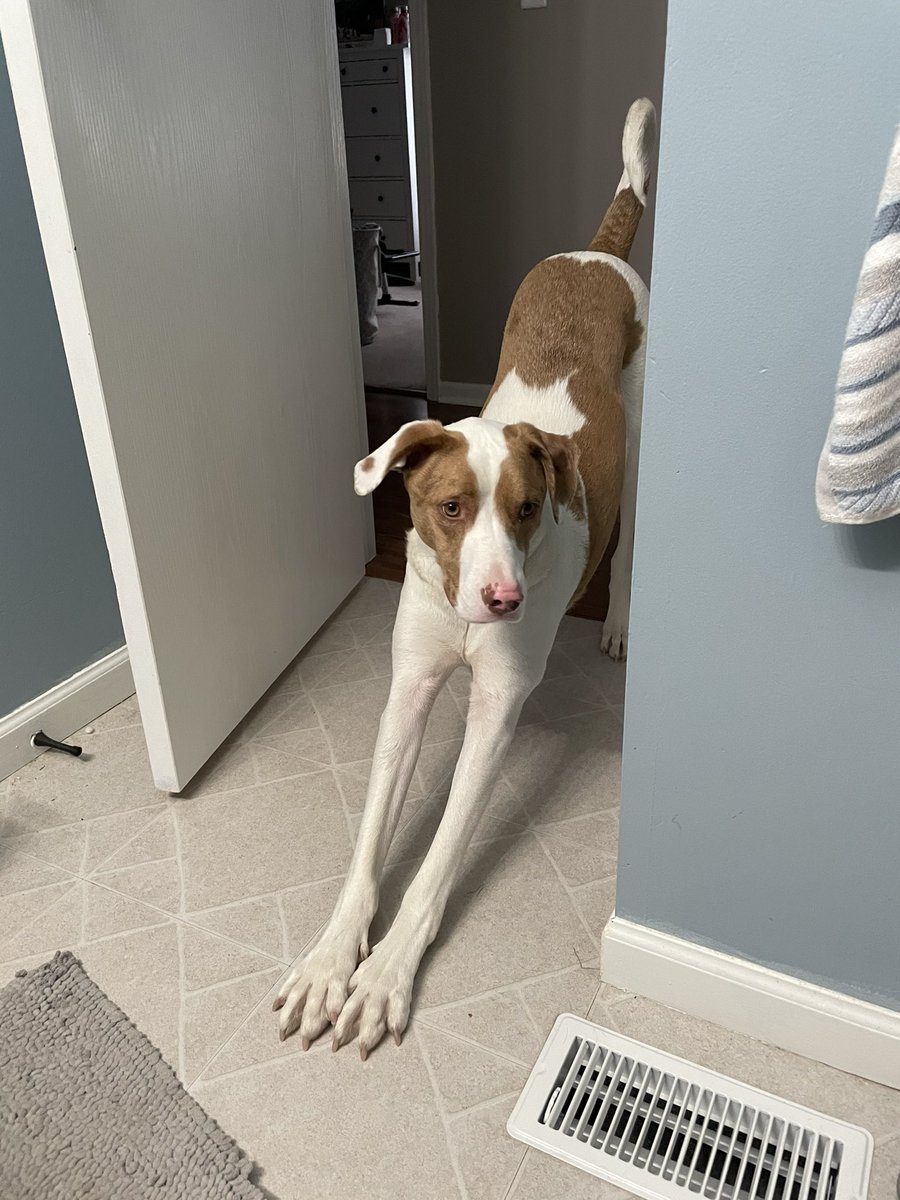 SaraSantisi's tweet photo. DNA test results are in!! Argo is a mix of only 3 breeds….interested to see what everyone thinks 😄 https://t.co/VxOclMM5li