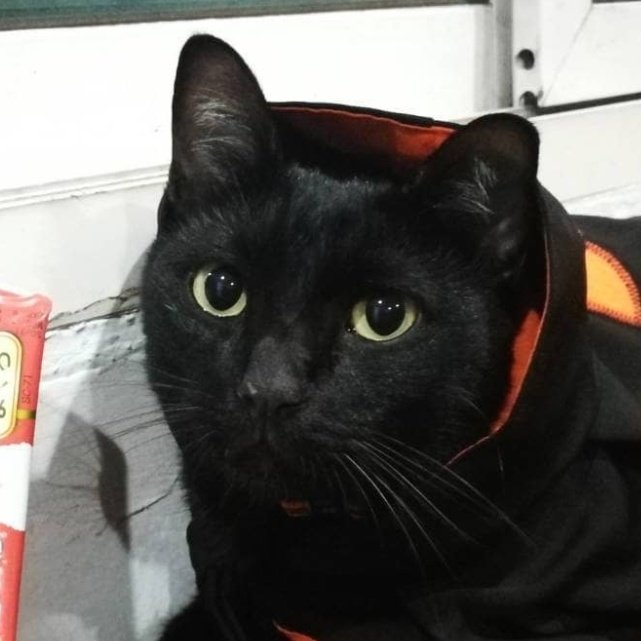 เพื่อนๆเรากลายเป็นแมวไปแล้วนะเหมียว🐱🐈...