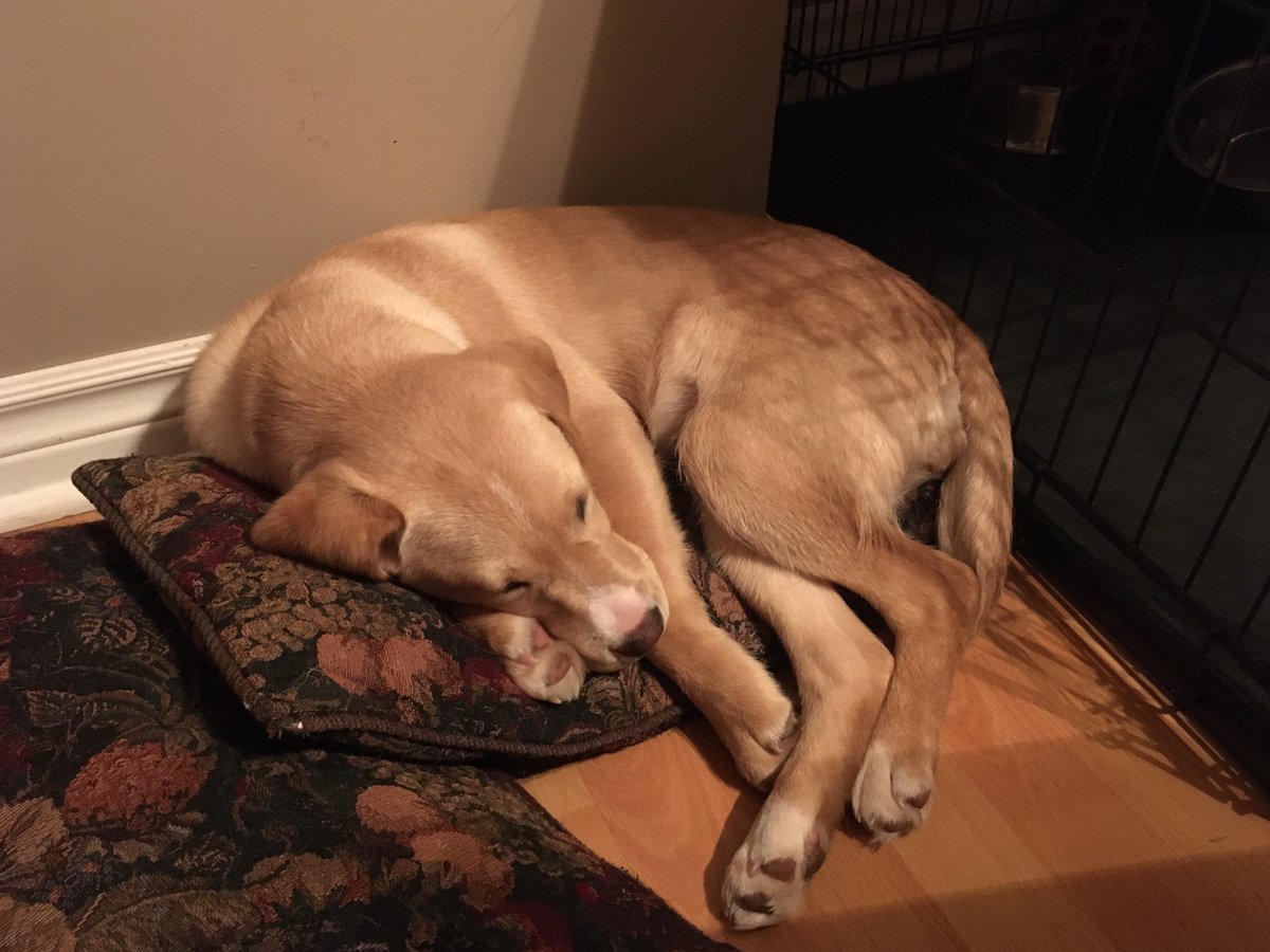 HobbesDogs's tweet photo. #FutureDogGuide Wrigley is also ready for an early bedtime (and appreciative of the cushions thrown on the floor by said kid). https://t.co/beHKRYJjhh