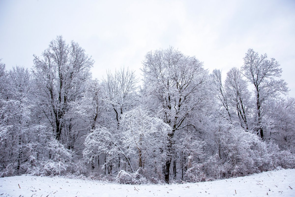 #ruralillinois #illinoisphotographer #wilsonmyersphotography #wintertrees #winterinillinois 
'Sentinels'