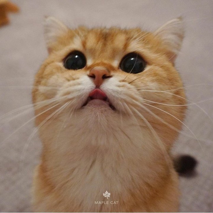 yami_the_pyro (@Acehunter100Jo) | Twitter