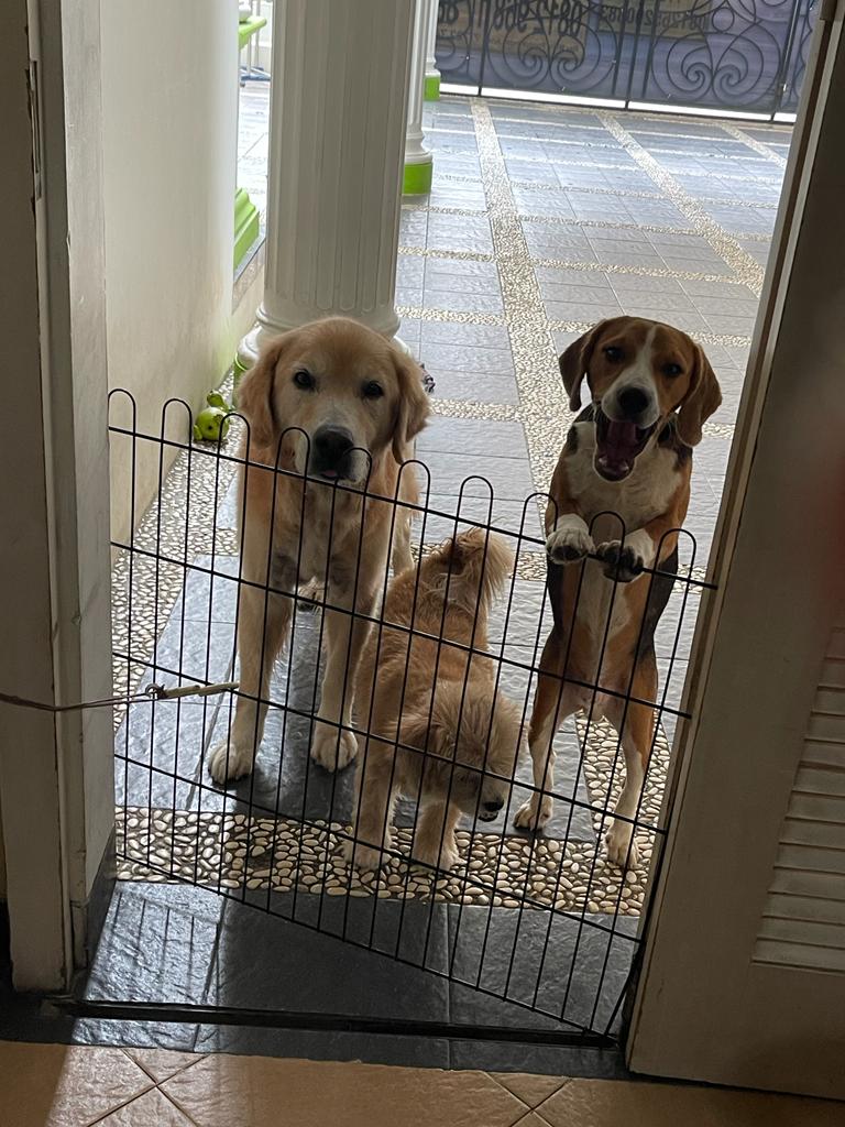 LobsterMobste16's tweet photo. How my day starts, every day! The #lobster #dogs ready for their walk. Dogs love you in a way nothing and nobody else can or does. #bemorelikedogs #walking https://t.co/nhSosd6sG3
