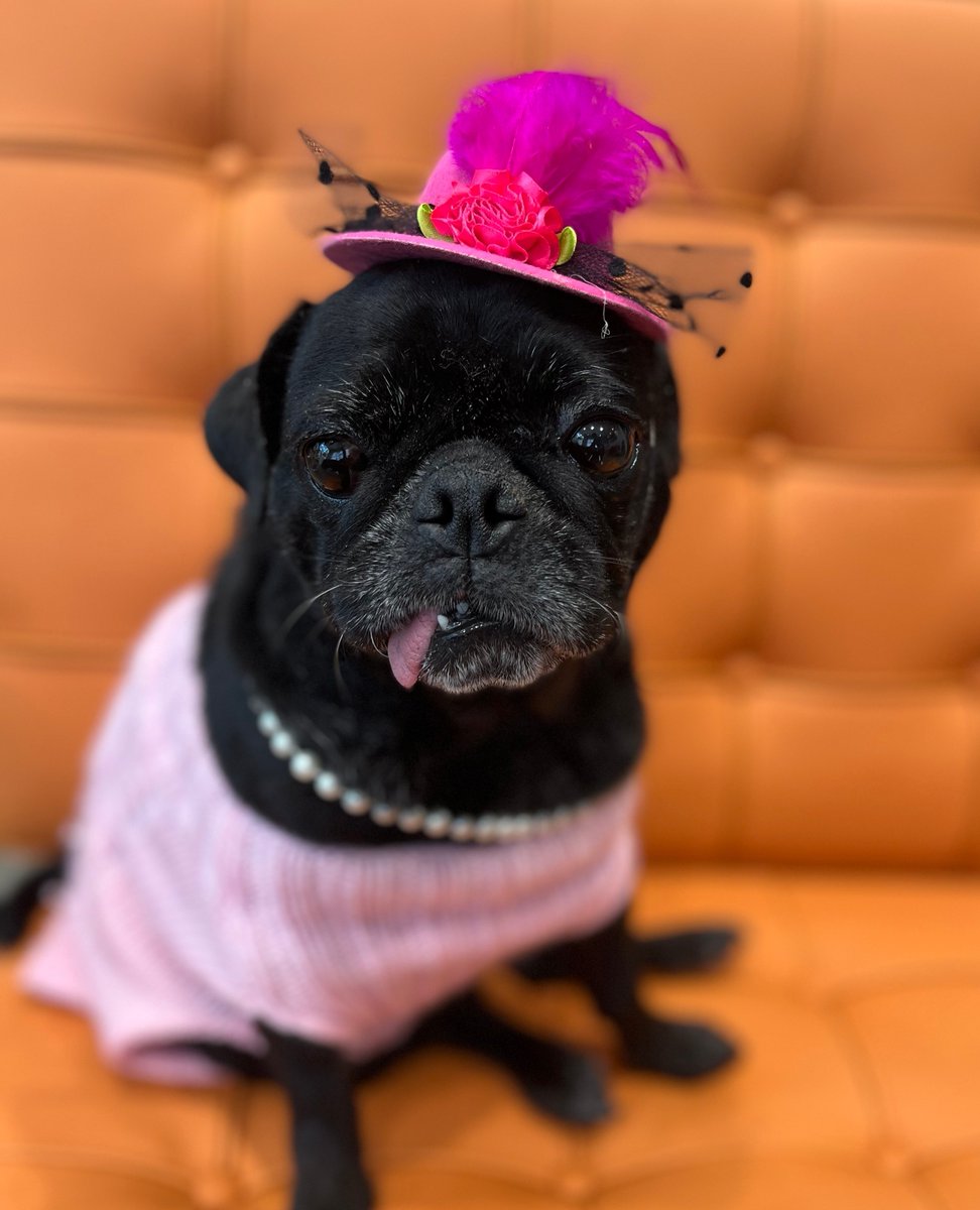 Rose Nylund, here! I wanted to make sure you knew about the matching donation on Furry Friend's #BettyWhiteChallenge. Your donation to the animals will go TWICE as far! All adoption fees on Golden Girls like me are waived through next weekend!

Donate Now: t.ly/EY3x