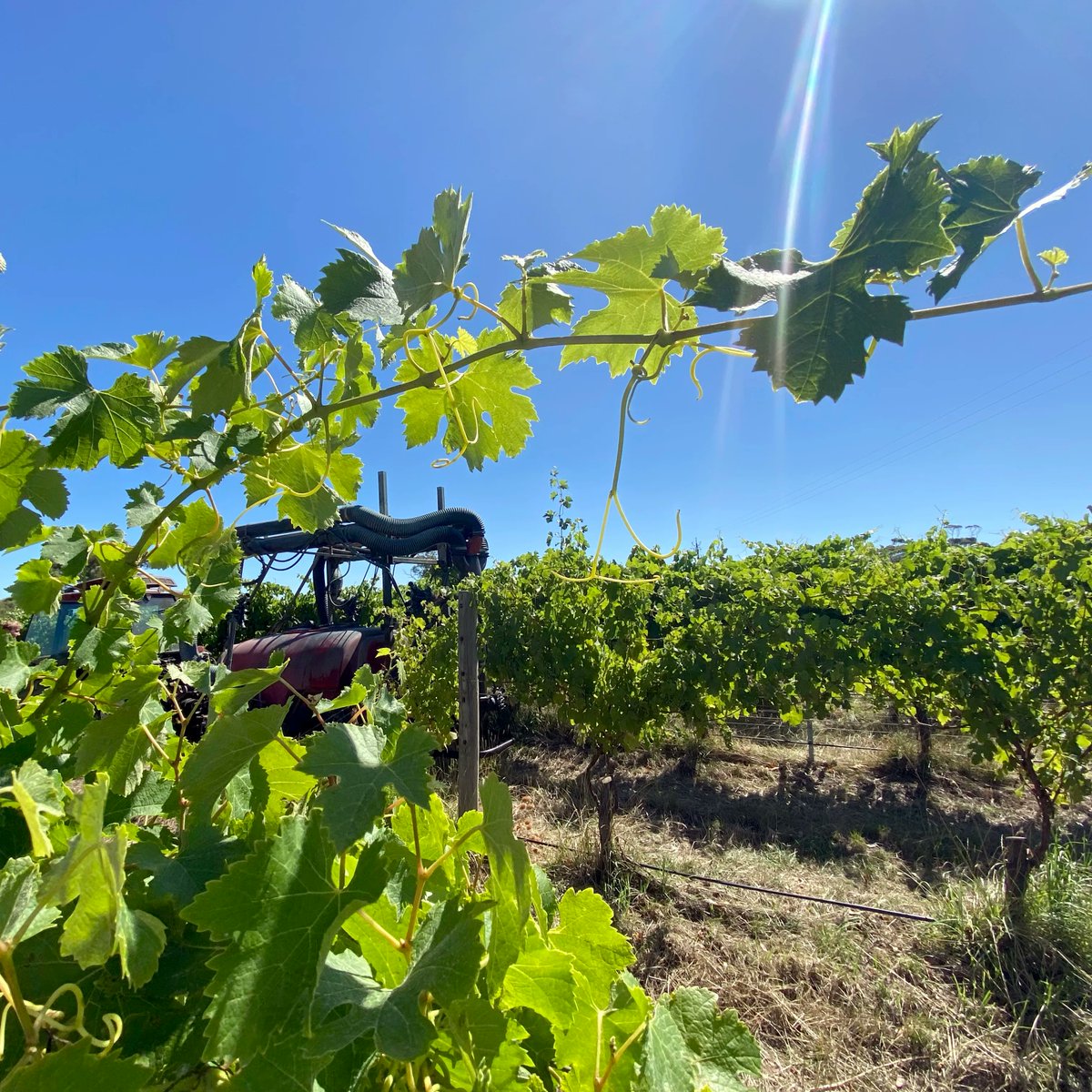 Do #fungicides in the #vineyard affect #WineQuality?

<a href="/NS_Caliani/">Natalia Caliani</a> is leading new <a href="/UniofAdelaide/">Uni of Adelaide</a> research into #WildYeast found on grapes - bit.ly/3GMo5mY

#UAMakeHistory #AdelaideResearch <a href="/WaiteResearch/">Waite Research Institute</a> <a href="/ARCwinecentre/">ARC Wine Centre</a> #Yeast #Fungi #Grapevine #Viticulture #WineProduction