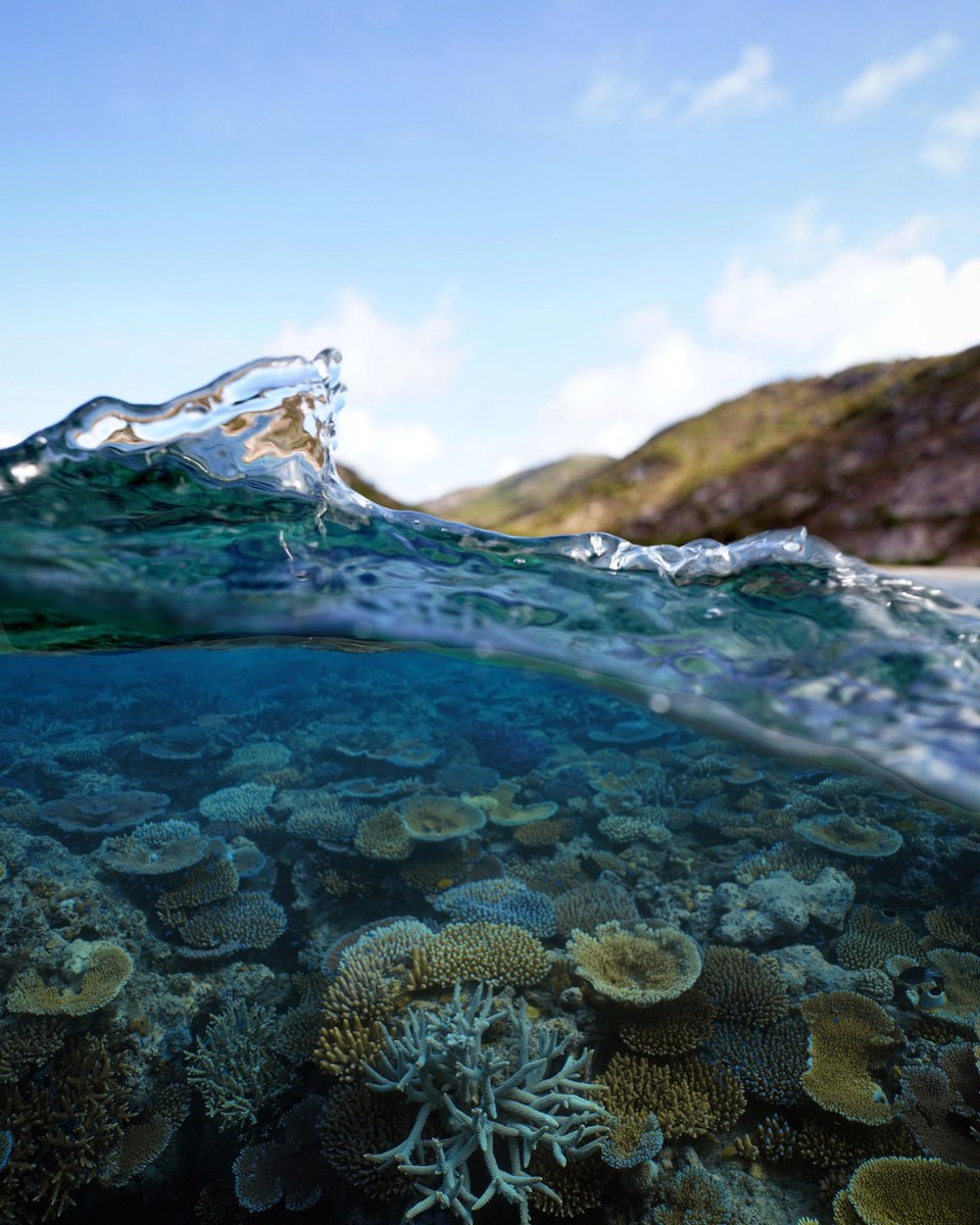 Jez Roff (@jezroff) on Twitter photo Our latest research in <a href="/ESAEcology/">Ecology</a> with <a href="/ChrisDorop/">Christopher Doropoulos</a>, <a href="/MarineGouezo/">Marine Gouezo</a>, <a href="/DamianThomson5/">Damian Thomson</a> and <a href="/petemumby/">Peter Mumby</a> documenting the exceptionally rapid recovery of coral reefs in #Palau following #supertyphoon disturbance through the emergence of dormant cryptic coral recruits #seedbanks Our latest research in <a href="/ESAEcology/">Ecology</a> with <a href="/ChrisDorop/">Christopher Doropoulos</a>, <a href="/MarineGouezo/">Marine Gouezo</a>, <a href="/DamianThomson5/">Damian Thomson</a> and <a href="/petemumby/">Peter Mumby</a> documenting the exceptionally rapid recovery of coral reefs in #Palau following #supertyphoon disturbance through the emergence of dormant cryptic coral recruits #seedbanks