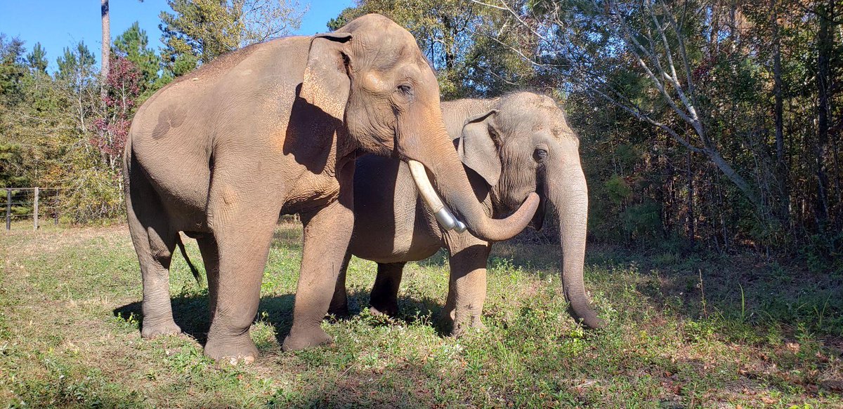 helpanelephant's tweet image. Elephant Refuge North America needs a cold laser therapy to ease leg pain for their retired elephant, Bo, and future residents. Will you please help us by giving to Bo&apos;s birthday bash? Thank you ow.ly/mlrb30s7vzc #elephant #elephants