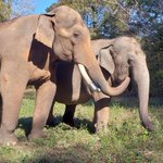 Photo by Help an Elephant (@helpanelephant)