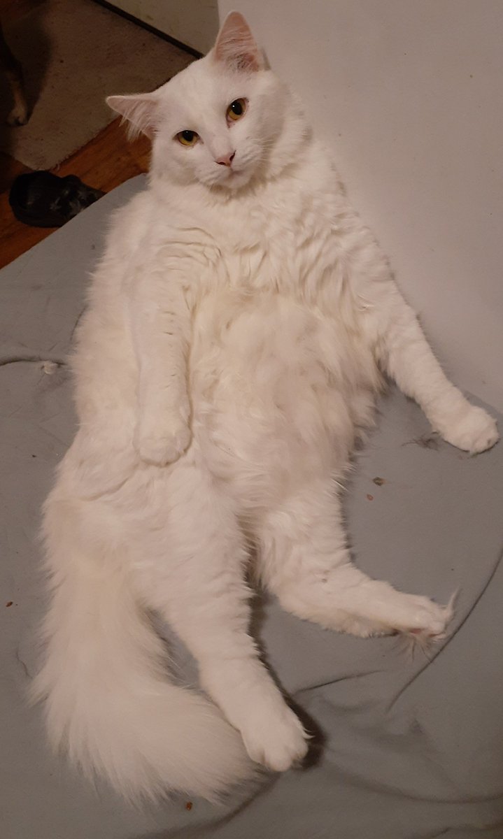 thestraybabes's tweet photo. This chonker knocked the treats over and almost ate the whole container before I noticed and this is how I found him with treat crumbs all around him. 
#sundayvibes #cats #CatsOfTwitter #catsofinstagram #CatsOnTwitter #fatcat https://t.co/pEqSoFXaFj