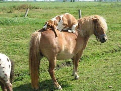 steeler’s defense.