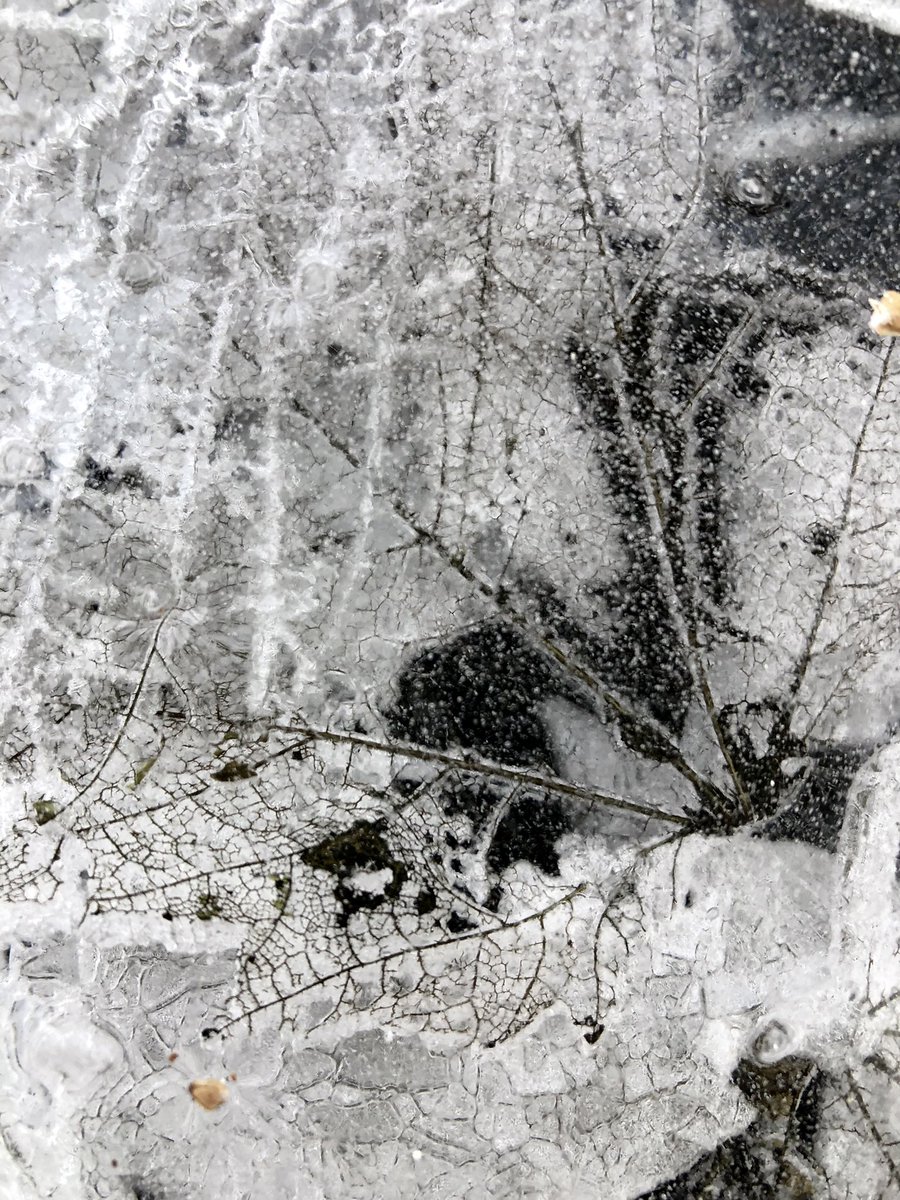 emilyteallart's tweet photo. I am so lucky I get to have #artinspo from ice in the local #woods! #winter #icy #woodswalk #nature #hiking https://t.co/Bmdady3PLL