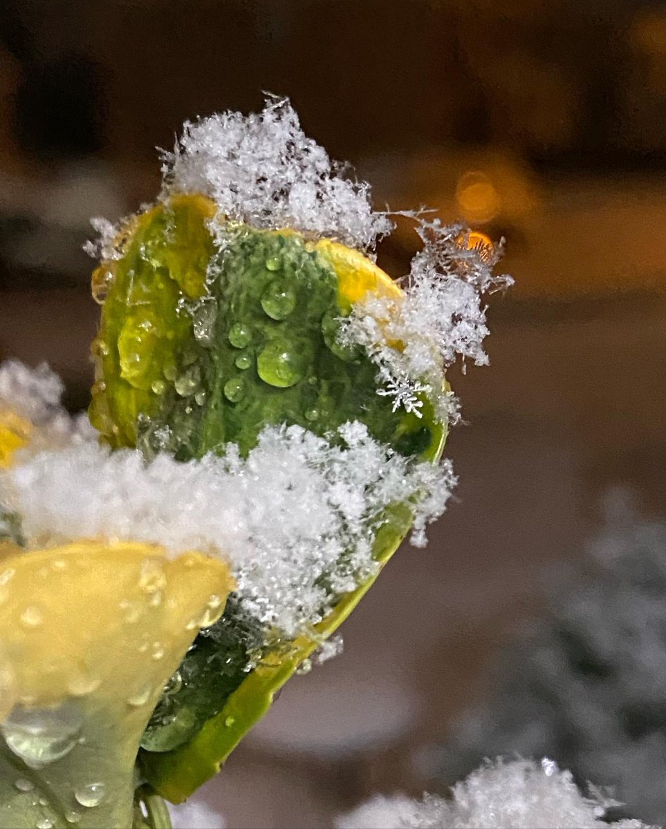 I’m a major snow nerd, so here is the break down for today in Charlotte. Mostly stellar dendrites and some graupel (little snowballs). Makes sense since it is still pretty warm, allows the dendrites to grow! #PhysicsOfSnow #Science #SnowDay