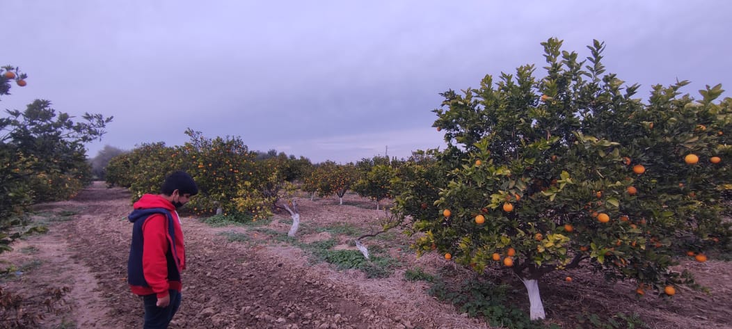 SAhmerz's tweet photo. #sunrisewithadeel Assalam o Alaikum and good morning Adeel..
We were at an orange farm yesterday. With some 25 varieties, it was just 1.5 hrs drive from Islamabad. A good recreational activity for kids and family.. sehat ki sehat . https://t.co/cgnAUUHd7J