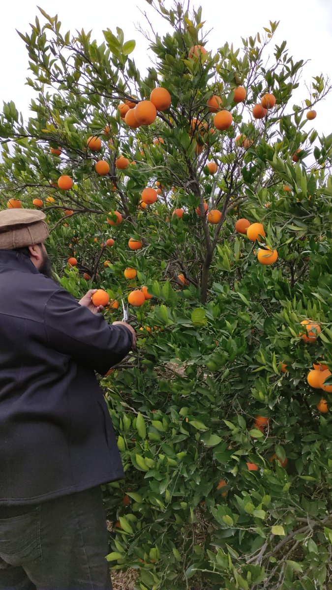 SAhmerz's tweet photo. #sunrisewithadeel Assalam o Alaikum and good morning Adeel..
We were at an orange farm yesterday. With some 25 varieties, it was just 1.5 hrs drive from Islamabad. A good recreational activity for kids and family.. sehat ki sehat . https://t.co/cgnAUUHd7J