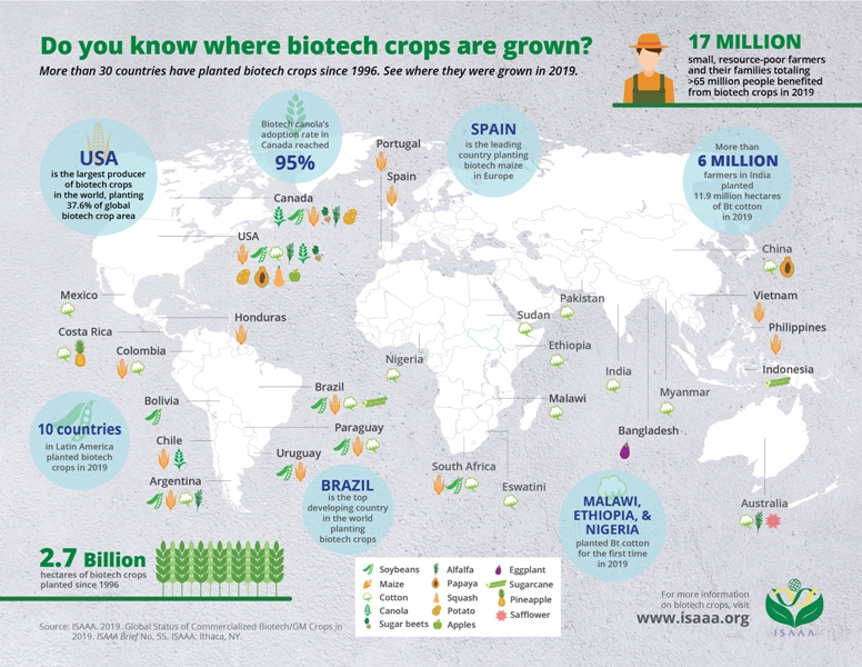 isaaa_org's tweet image. Do you know where #biotechcrops are grown? 29 countries planted 14 biotech crops in 2019. This ISAAA infographics show where these crops are currently planted in the world. Download FREE here: bit.ly/WhereBiotechCr… #ISAAAReport2019 #GMCrops2019