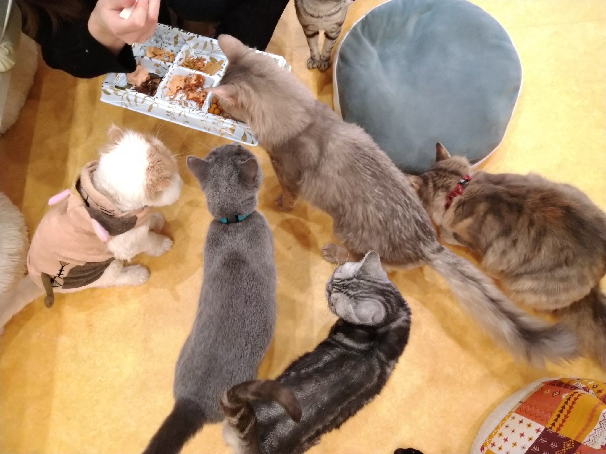 保護猫カフェ鶴橋店 ２階 元保護猫カフェマンチカン Manchituruhashi Twitter