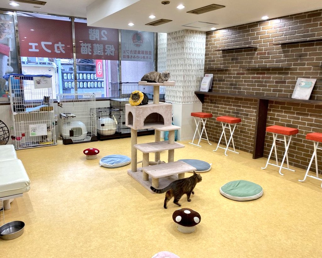 保護猫カフェ鶴橋店 ２階 元保護猫カフェマンチカン Manchituruhashi Twitter