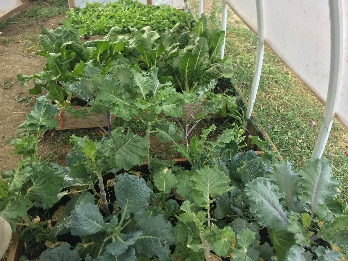 deemoda83's tweet photo. Crisis #Gardening: Growing enough food to #FeedYourfamily https://t.co/nMS1fP1tLc https://t.co/mFNw05ZncX