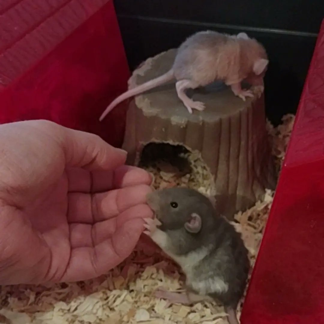 ToesTails's tweet photo. Willow babies 💜💙
https://t.co/mtCl6V7bWu
#Spartanburg 
#spartanburgrattery
#spartanburgsc https://t.co/TwIYNGG5FA