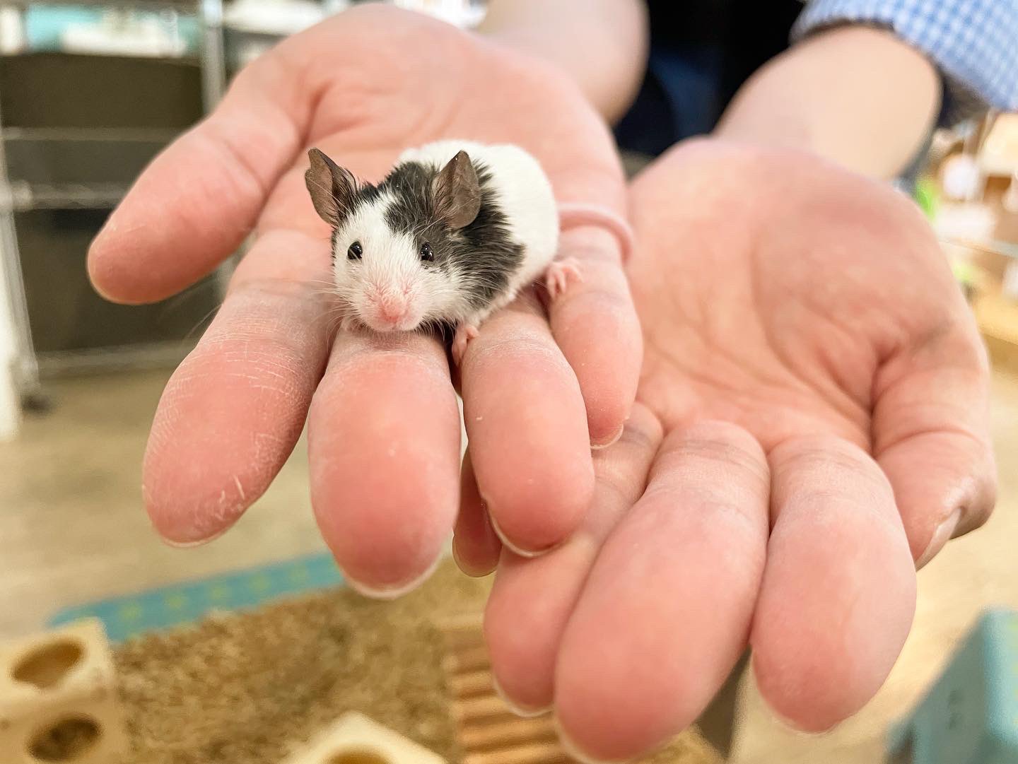 パンダハムスター様 パンダハムスター | iichi 日々の暮らしを心地よくする
