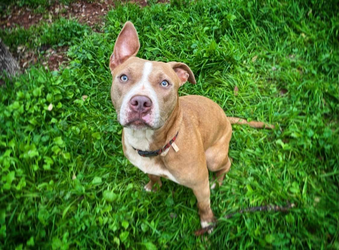 SangRocks's tweet photo. Require FOSTER or ADOPTER 
Nyssa is a 1yo 45lb loving energetic pit mix. Crate trained,working on housebreaking. Loves people, gets along with dogs, tested well with indoor cats. Young dog  needs to continue working on basic training.
Contact us at theperfectdogrescue@gmail.com https://t.co/CH5mkH0N3h