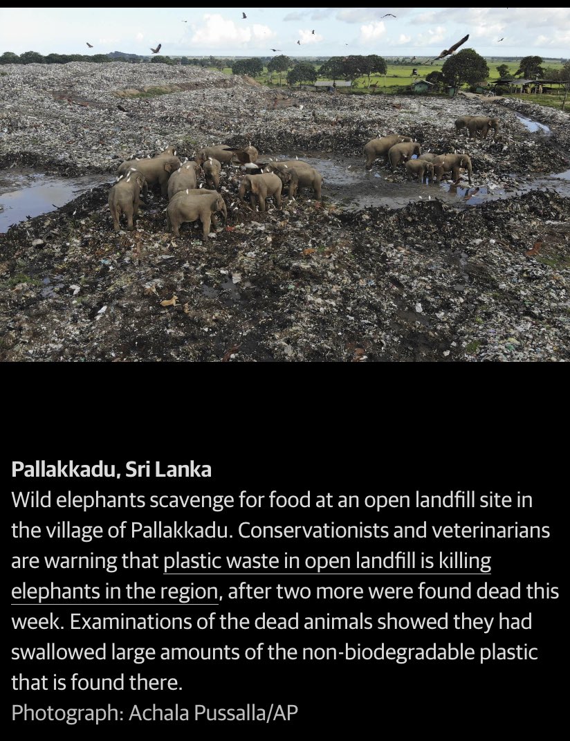 MumbaMusondam's tweet photo. THIS 👇🏾 picture is telling of how we as humans are treating the planet 🌎 badly & the species we share with it. This #plasticpollution is not only a mega risk to us but to species we share the planet with. LOOK at that picture again! #Cirularity matters. #NOPlasticPollution @UNDP https://t.co/edSc9BYc4I