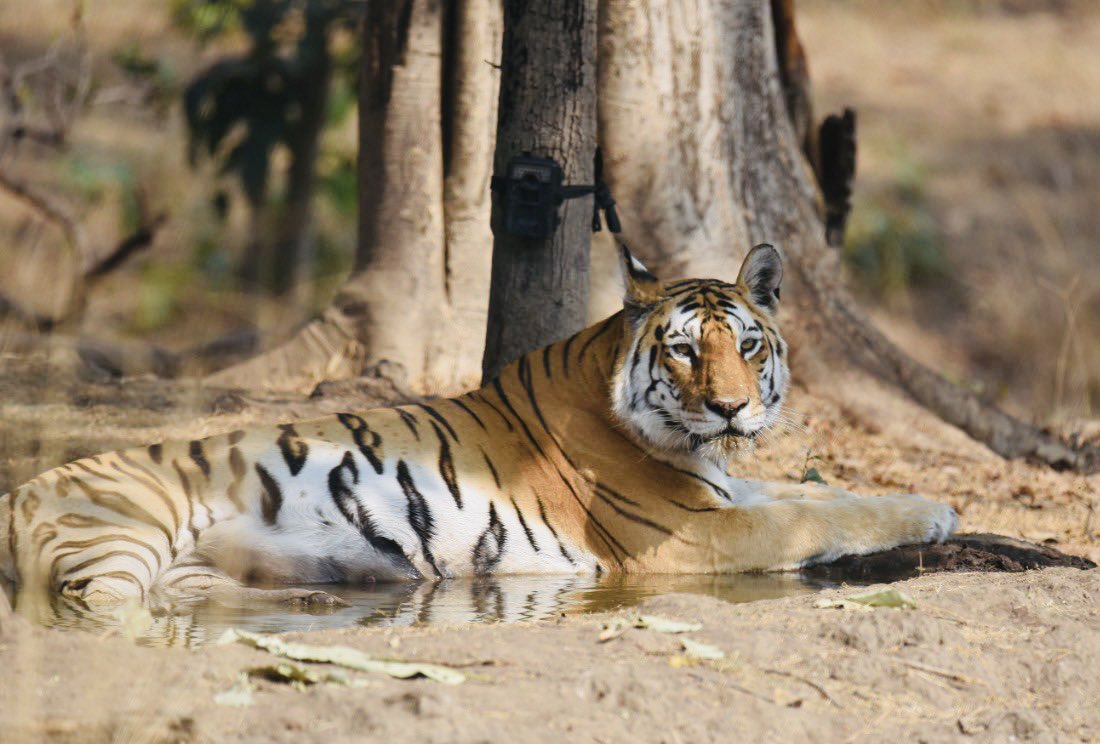 sonalgoelias's tweet photo. RIP the Queen of Pench ! 
#Tigress #Collarwali 

Such respect &amp; love can only be in India🙏🏻
Heartwarming to see locals pay tribute to the tigress just like their family. 

Collarwali was called as ‘mother of Pench’, she holds record of giving birth to 29 Cubs.
#LegendaryTigress https://t.co/SM9v3zlSg3