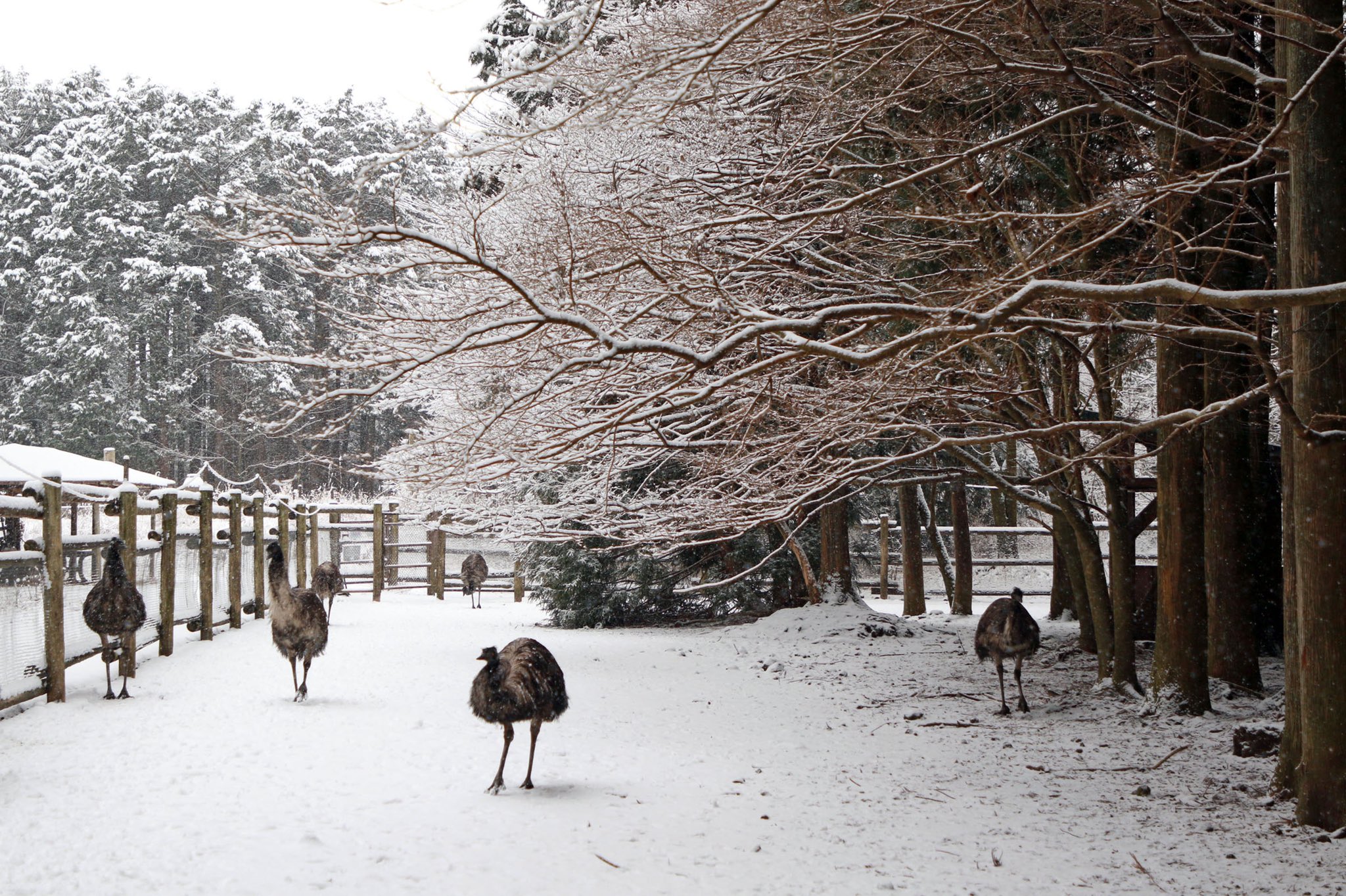 加茂荘花鳥園 Rt Fujikachoen 雪景色 22 01 06 富士花鳥園 クラウドファンディング挑戦中 T Co Hfy0dxudc4 Twitter