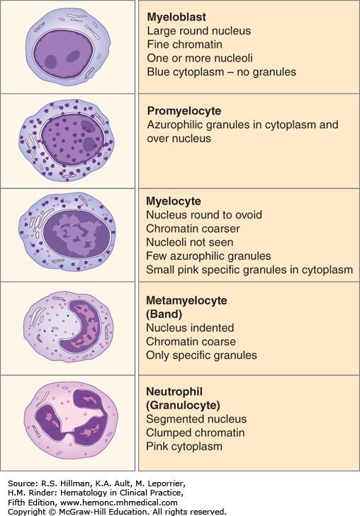 myelocyte and metamyelocyte