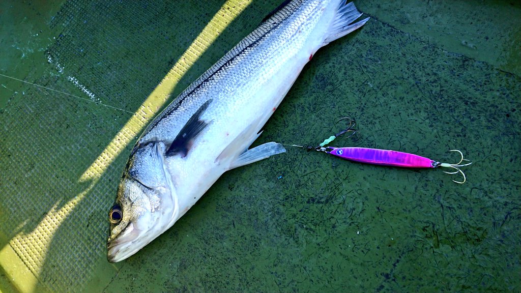 eno___ken's tweet image. 数年ぶりのタチウ…

いや、シーバスジギングに行って来ました😊
短時間釣行でしたが冬にこんだけ釣れるのかよってぐらい爆釣♪
途中歯の鋭い外道に、おろしたての #フォルテン ｽﾊﾟｧされた😂
フォールで食べて来ることが多く、いい練習が出来ました♪

外道はリベンジで🙄

#ブルーブルー
#Fallten