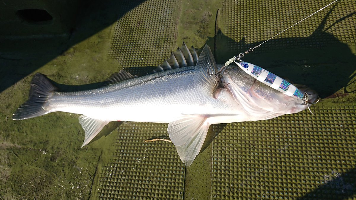 eno___ken's tweet image. 数年ぶりのタチウ…

いや、シーバスジギングに行って来ました😊
短時間釣行でしたが冬にこんだけ釣れるのかよってぐらい爆釣♪
途中歯の鋭い外道に、おろしたての #フォルテン ｽﾊﾟｧされた😂
フォールで食べて来ることが多く、いい練習が出来ました♪

外道はリベンジで🙄

#ブルーブルー
#Fallten