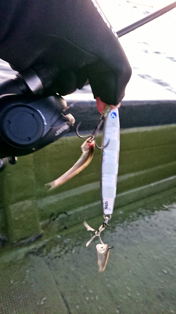 eno___ken's tweet image. 数年ぶりのタチウ…

いや、シーバスジギングに行って来ました😊
短時間釣行でしたが冬にこんだけ釣れるのかよってぐらい爆釣♪
途中歯の鋭い外道に、おろしたての #フォルテン ｽﾊﾟｧされた😂
フォールで食べて来ることが多く、いい練習が出来ました♪

外道はリベンジで🙄

#ブルーブルー
#Fallten