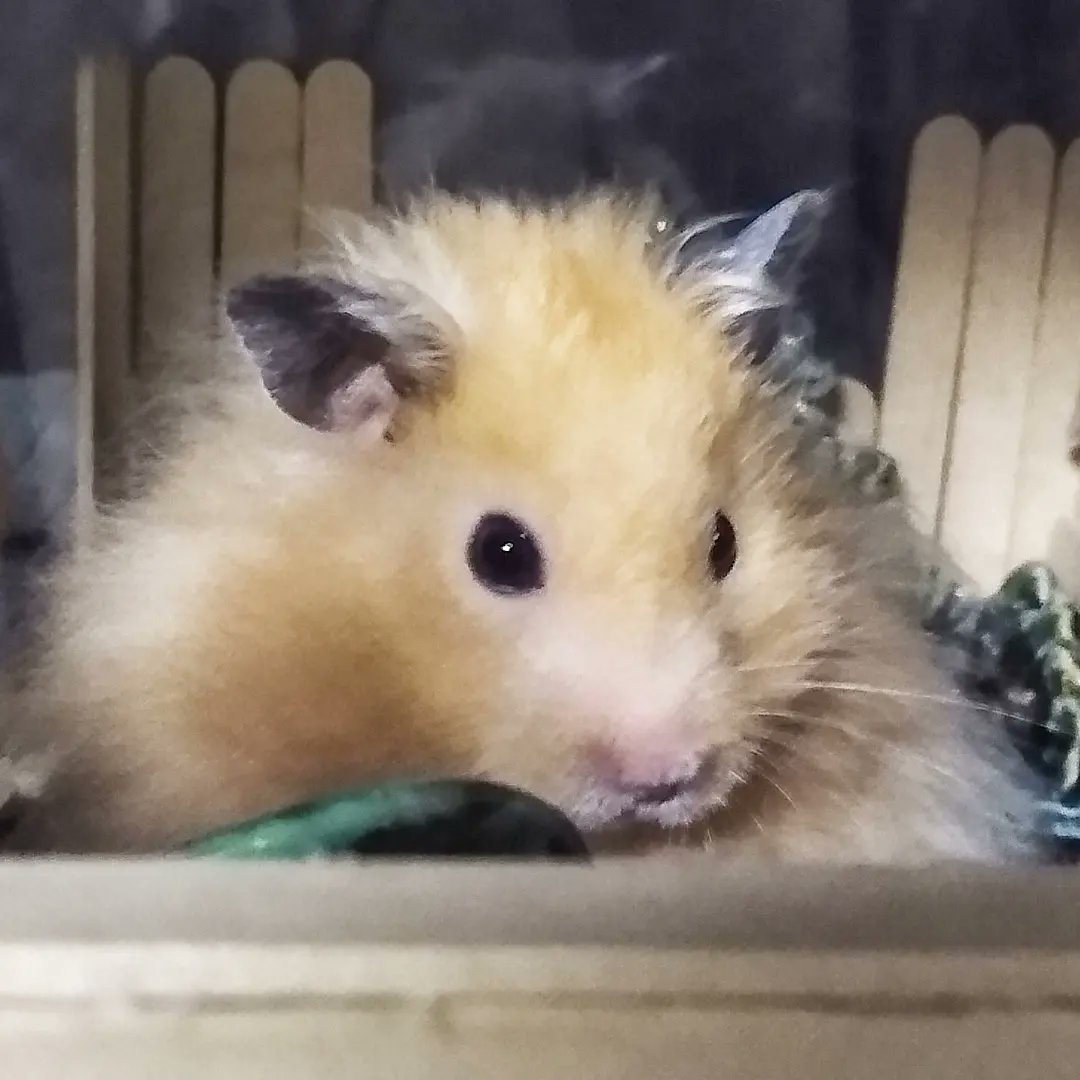 piggieverse's tweet photo. King Mac-Le-Boar II is back! He's been ghosting the Concierge but every few days he makes a Royal Appearance! He likes his privacy! Please Fair Peasants feel honored! 👑🐹♥️⭐⭐⭐#KingMacLeBoarII #ghost #royal #privacy #fairpeasants #hammieverse #hamster #hamstering https://t.co/WoynOw3Umi
