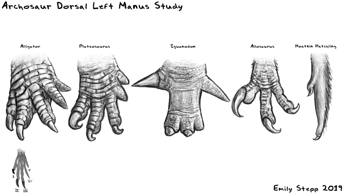 Emily_Art's tweet photo. I feel like it's time for another simple anatomy study, but I have no idea of what. https://t.co/pPgxaoTqWR