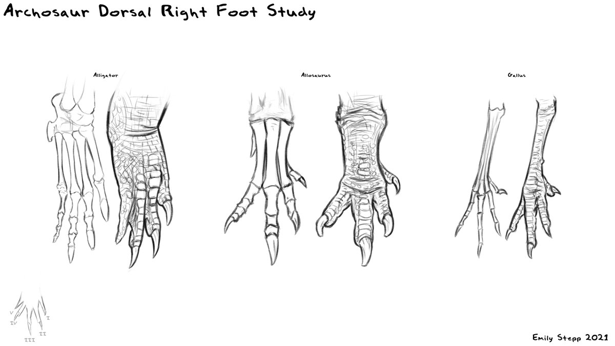 Emily_Art's tweet photo. I feel like it's time for another simple anatomy study, but I have no idea of what. https://t.co/pPgxaoTqWR