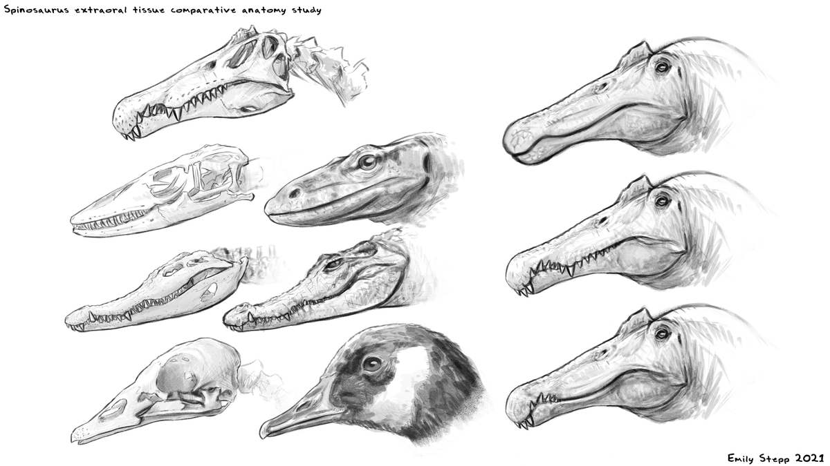 Emily_Art's tweet photo. I feel like it's time for another simple anatomy study, but I have no idea of what. https://t.co/pPgxaoTqWR