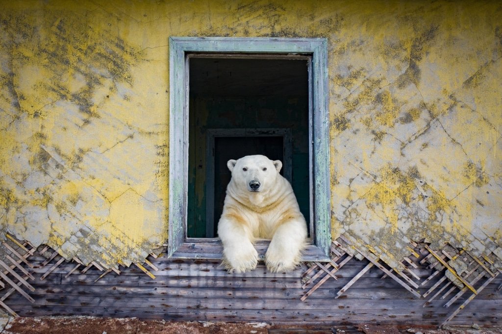 chselles's tweet photo. En la isla Kolyuchin, una zona remota del Ártico, hay una estación meteorológica abandonada que ha sido habitada por osos polares
Créditos: Dmitry Kokh https://t.co/bzKL3svVMX