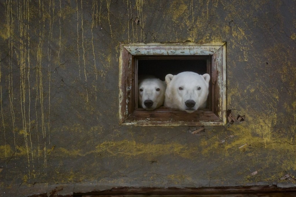 chselles's tweet photo. En la isla Kolyuchin, una zona remota del Ártico, hay una estación meteorológica abandonada que ha sido habitada por osos polares
Créditos: Dmitry Kokh https://t.co/bzKL3svVMX