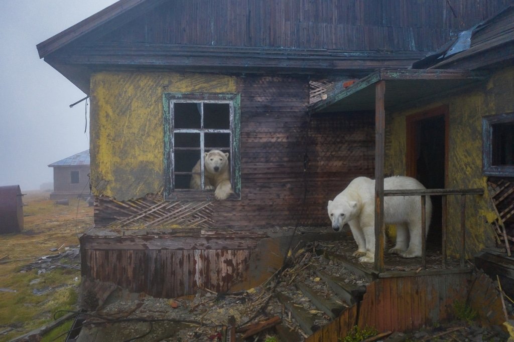 chselles's tweet photo. En la isla Kolyuchin, una zona remota del Ártico, hay una estación meteorológica abandonada que ha sido habitada por osos polares
Créditos: Dmitry Kokh https://t.co/bzKL3svVMX