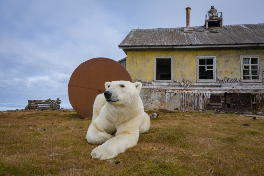 chselles's tweet photo. En la isla Kolyuchin, una zona remota del Ártico, hay una estación meteorológica abandonada que ha sido habitada por osos polares
Créditos: Dmitry Kokh https://t.co/bzKL3svVMX