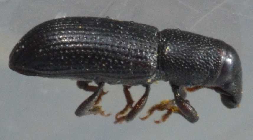 miccarlsen's tweet photo. Vinter=billepillertid. Fandt en 3,6 mm barkbille (Hylastes sp. Kold men ikke død!) dybt i bunden af stående død stamme. Lille men sjov snudebille. Lever sit liv i barken på døde rødder/stammer/grene, hvor den skaber livsbetingelser for svampe, mider, mv. #biodiversitet #dødtved https://t.co/YfT9JCCb5B