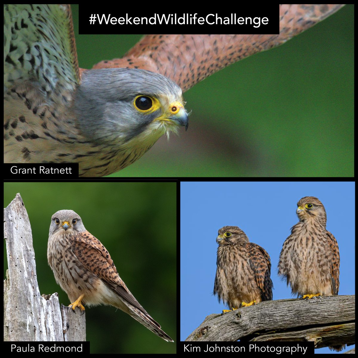 wildlifeaid's tweet photo. As always, you guys submitted some amazing #kestrel images (and one sneaky sparrowhawk!) for our #WeekendWildlifeChallenge!
Here are your entries... we love how you can easily see the difference between males (grey head) and females/juveniles (brown head) in these shots! https://t.co/X2XVrWfOrB