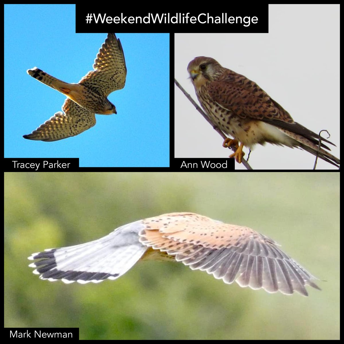 wildlifeaid's tweet photo. As always, you guys submitted some amazing #kestrel images (and one sneaky sparrowhawk!) for our #WeekendWildlifeChallenge!
Here are your entries... we love how you can easily see the difference between males (grey head) and females/juveniles (brown head) in these shots! https://t.co/X2XVrWfOrB