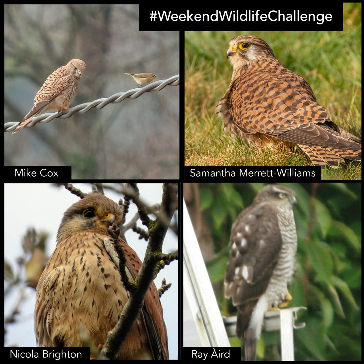 wildlifeaid's tweet photo. As always, you guys submitted some amazing #kestrel images (and one sneaky sparrowhawk!) for our #WeekendWildlifeChallenge!
Here are your entries... we love how you can easily see the difference between males (grey head) and females/juveniles (brown head) in these shots! https://t.co/X2XVrWfOrB