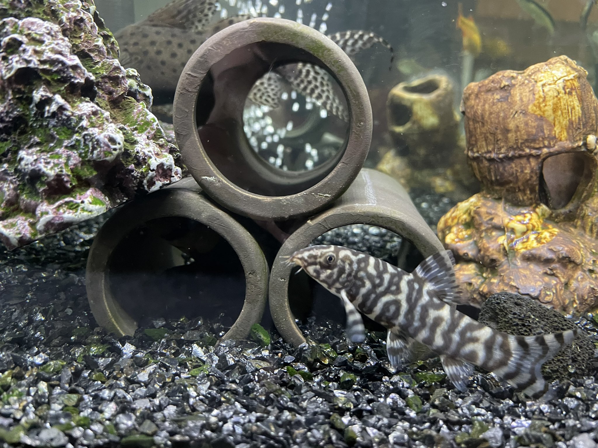 パキスタンローチ Twitter Search Twitter