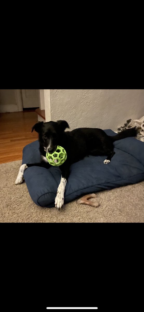 Layla_Border's tweet image. Happy Birthday To Me!!🥳🎂
I am 5 today. Heard talk about treatos and adventures later....