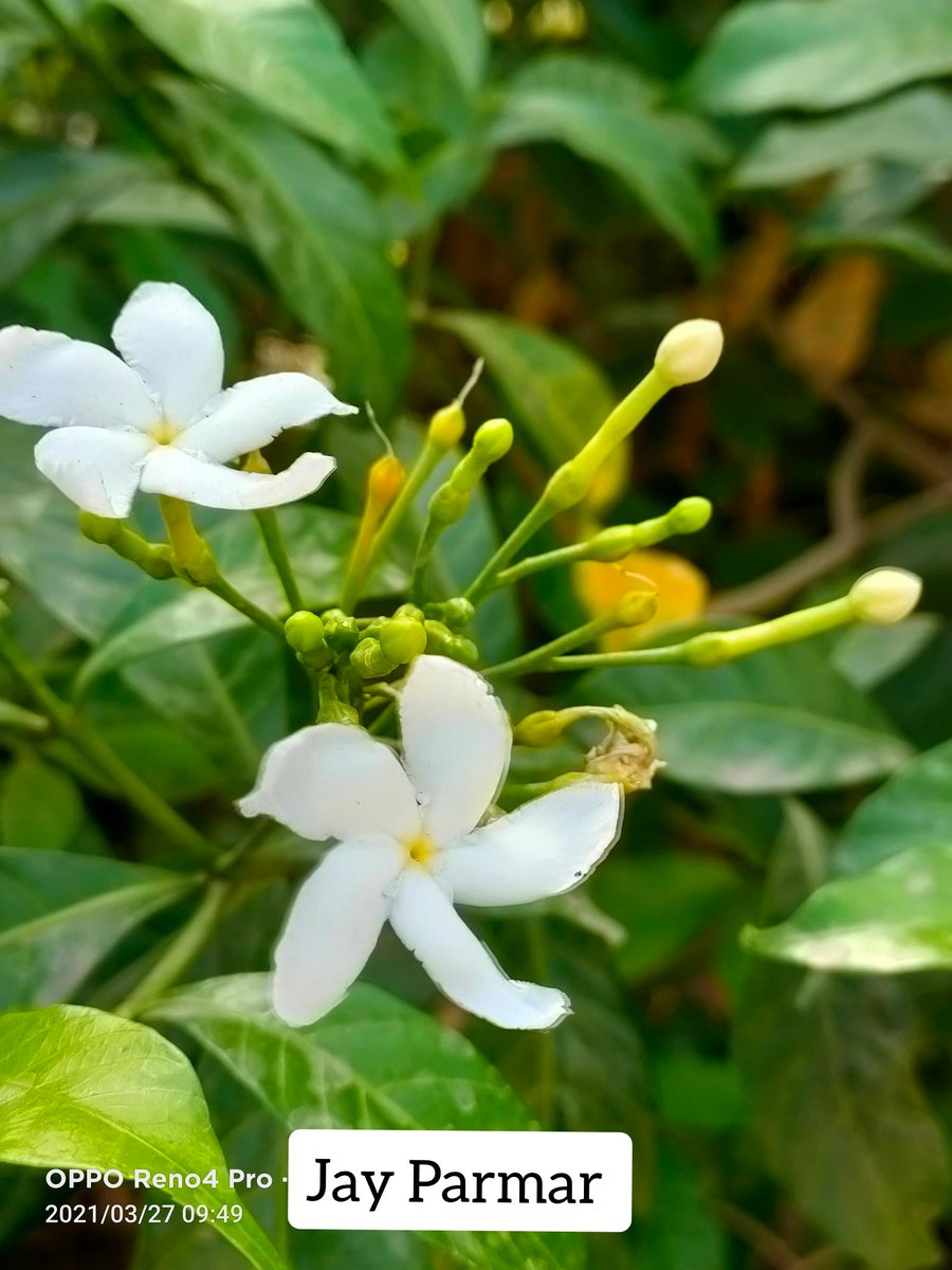 JayParmarGJ3's tweet photo. @oppo Here's my entry team @oppo 👍I'm biggest #OPPO Fan Good Camera 📷 #ShotonOPPO #OPPOShapeofLight @OPPOIndia join @27_vins @DivyaK74665117 @Smiley_Bharati @PritiNivoriya @gitapok_ @mysterioussu @Pareek197 @itspalak18 https://t.co/NEvzg4S9gl