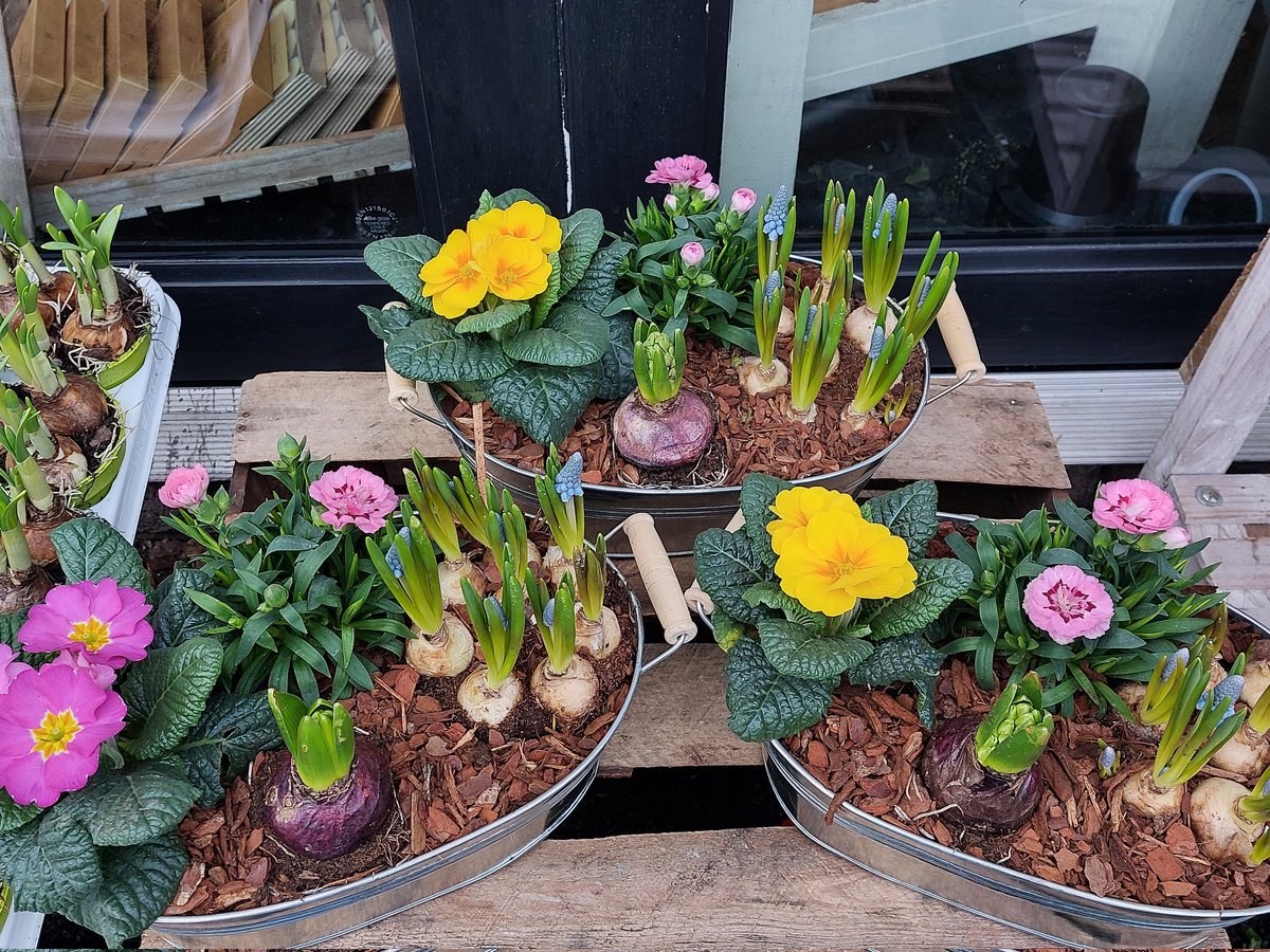 Branchflorist's tweet image. Good Morning 💛

Today we have some new mixed spring planters available for collection or delivery 

theolivebranchflorist.co.uk 

01744 819707

#springplanter #happymonday #sthelens #rainhill #Prescot #windle #eccelston #blackbrook #Haydock