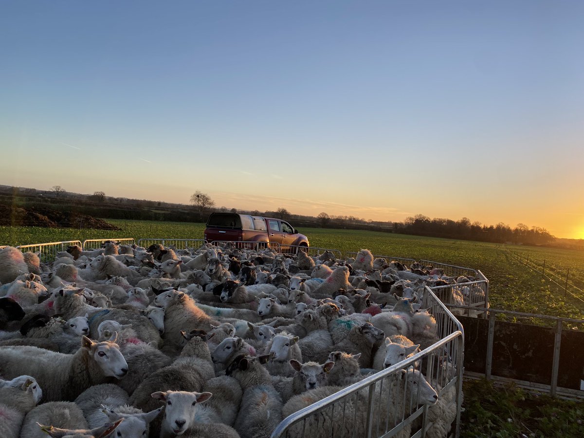 George Thompson tweet media