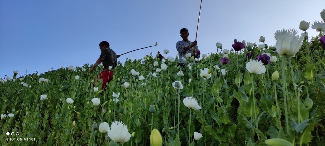 NBirenSingh's tweet photo. Zero tolerance for any illicit drugs related activities in Manipur

A combined team of Ukhrul Police, 6th MR &amp; NAB destroyed a poppy plantation of 70 acres at Thawai Kuki range. Under the War on drugs initiative, thousands of acres of poppy plantations have been destroyed so far. https://t.co/lsCRvde8Eu